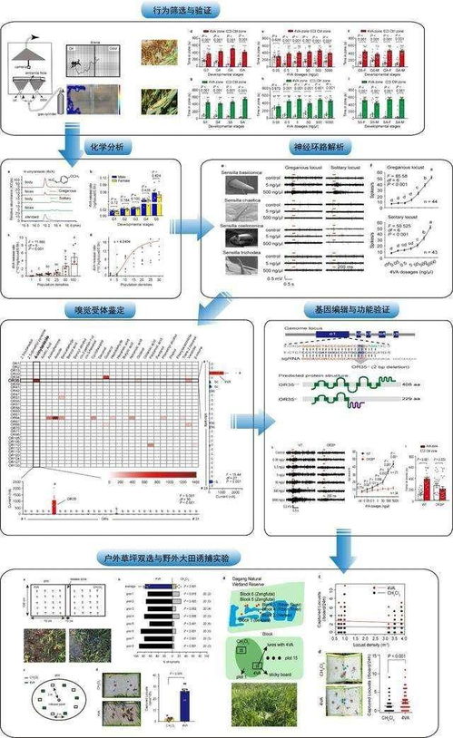 信息素驅動下的生命系統集成 蝗蟲集群行為對現代信息系統的啟示